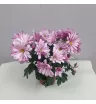 Комнатное растение Хризантема сиреневая 1