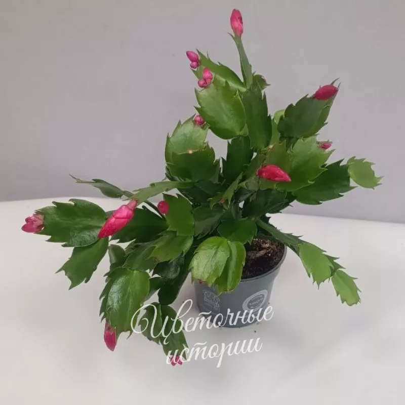 Комнатное растение Декабрист 1