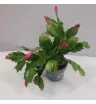 Комнатное растение Декабрист 1