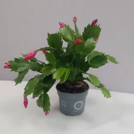 Комнатное растение Декабрист от интернет-магазина «Цветочные истории»