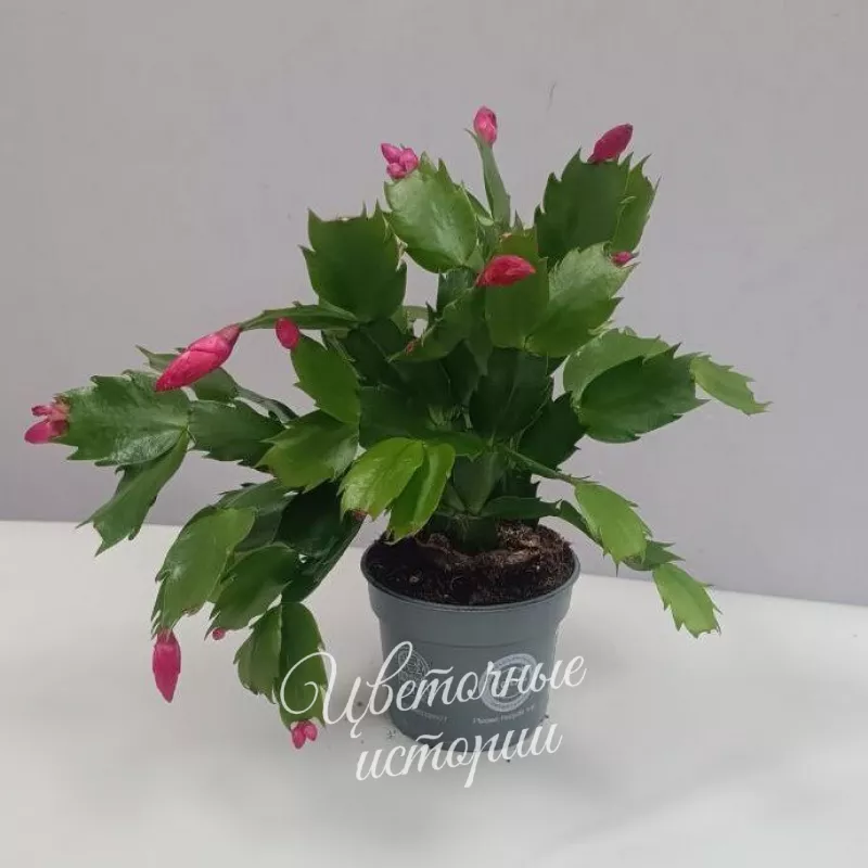 Комнатное растение Декабрист