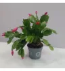 Комнатное растение Декабрист