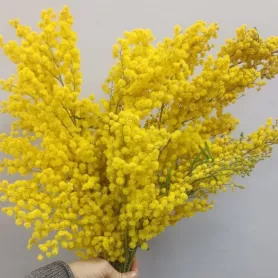 Мимоза от интернет-магазина «Цветочные истории»
