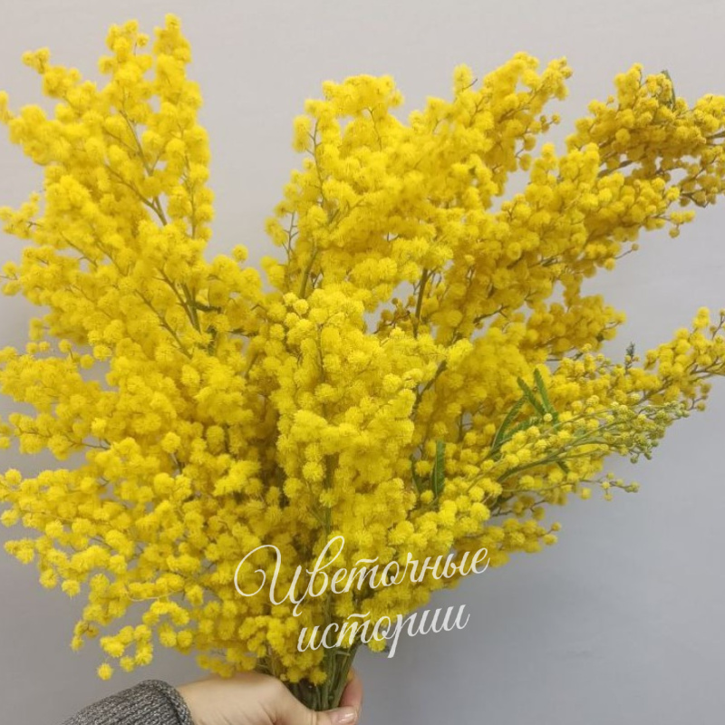 Мимоза
