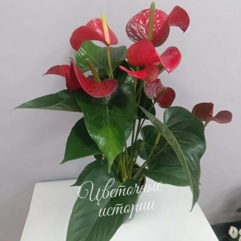 Комнатное растение Антуриум 1