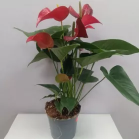 Комнатное растение Антуриум от интернет-магазина «Цветочные истории»