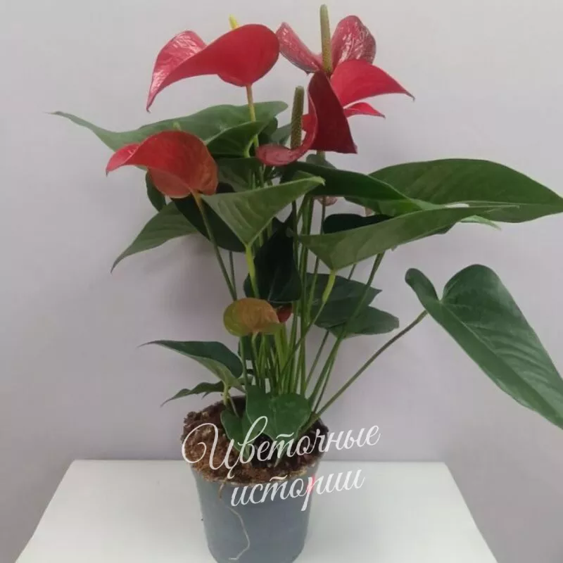 Комнатное растение Антуриум