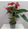 Комнатное растение Антуриум