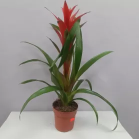 Комнатное растение Гузмания от интернет-магазина «Цветочные истории»