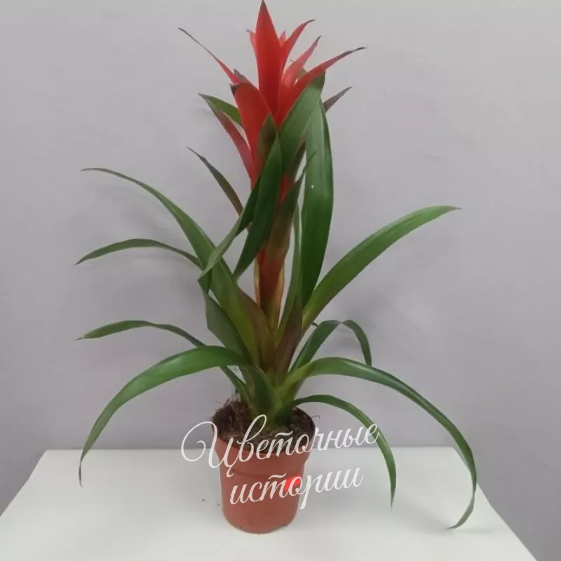 Комнатное растение Гузмания