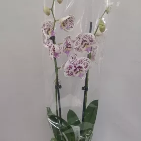 Орхидея  от интернет-магазина «Цветочные истории»