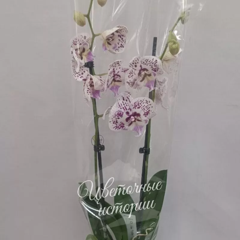 Орхидея 