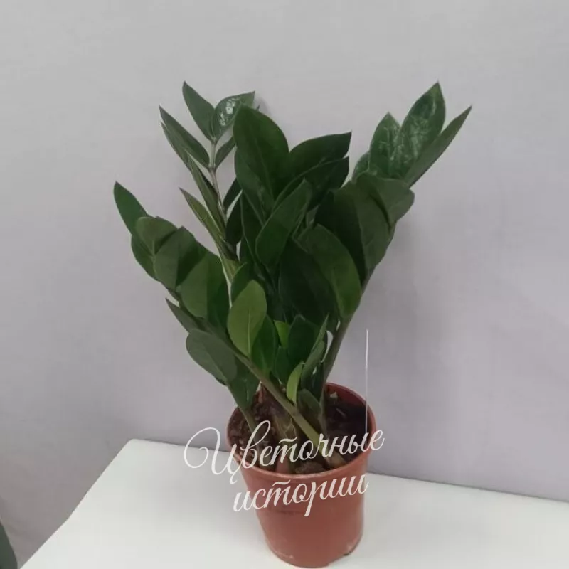 Замиокулькас  1