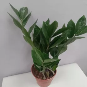 Замиокулькас  от интернет-магазина «Цветочные истории»