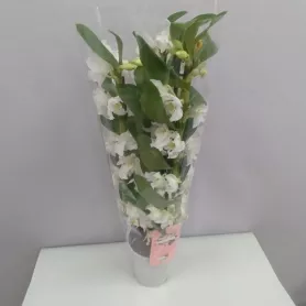 Орхидея Дендробиум от интернет-магазина «Цветочные истории»