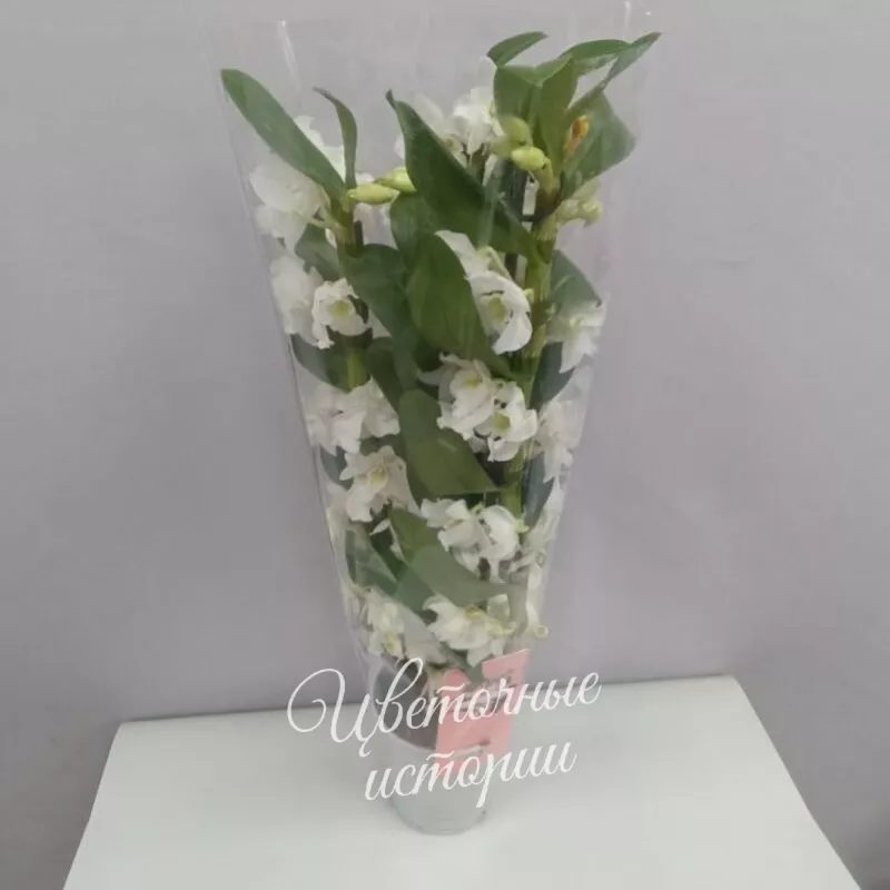 Орхидея Дендробиум