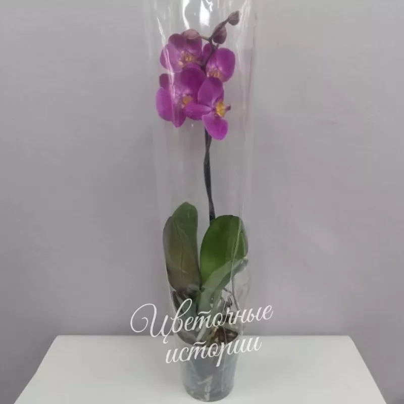 Орхидея розовая