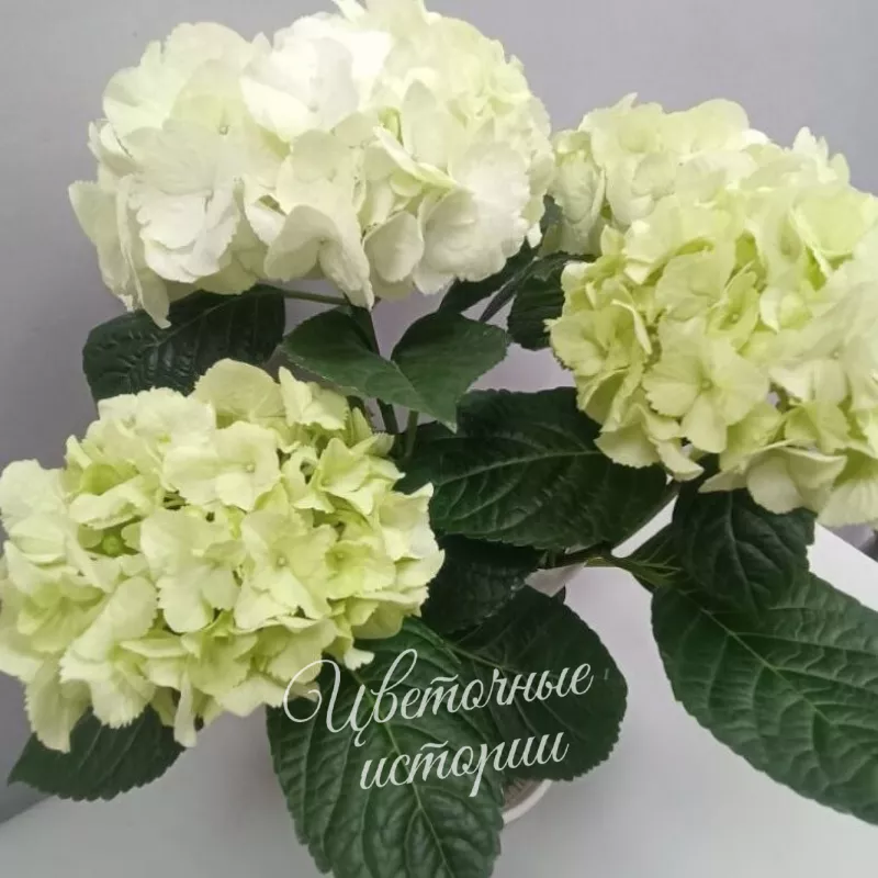 Комнатное растение Гортензия белая 2