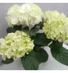 Комнатное растение Гортензия белая 2