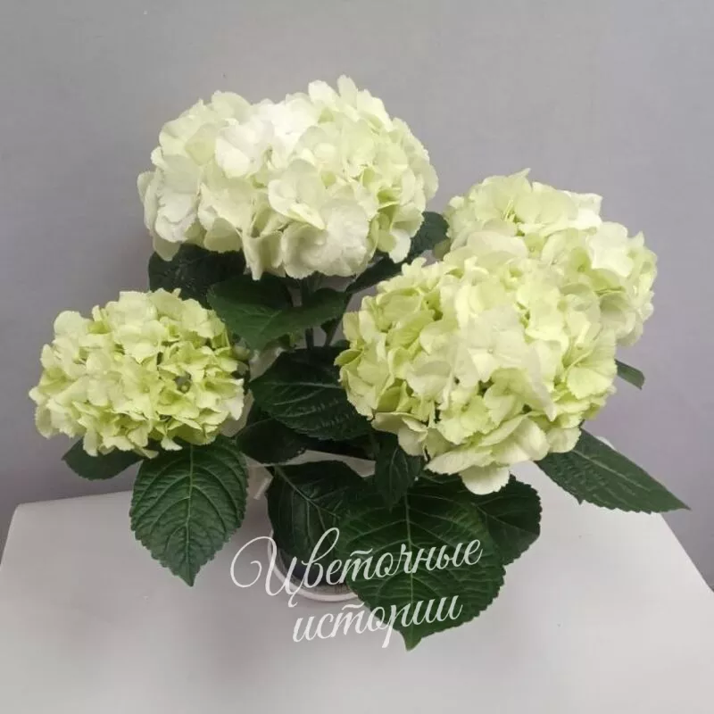 Комнатное растение Гортензия белая 1