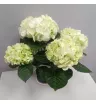 Комнатное растение Гортензия белая 1