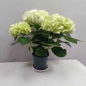 Комнатное растение Гортензия белая от интернет-магазина «Цветочные истории»