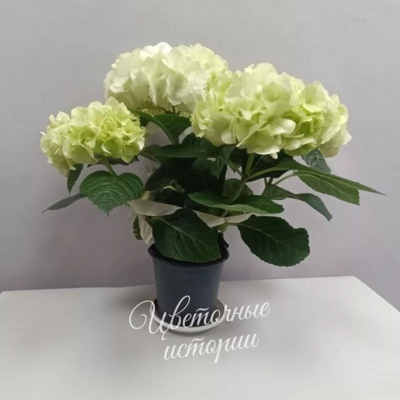 Комнатное растение Гортензия белая