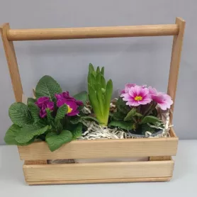 Примула в ящике весенняя композиция от интернет-магазина «Цветочные истории»