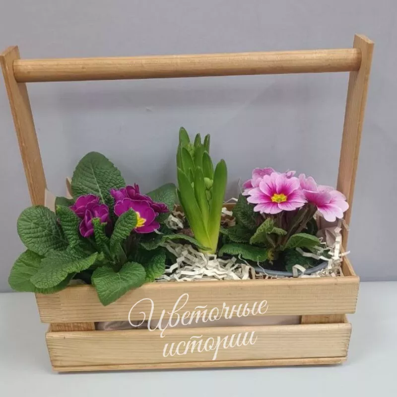 Примула в ящике весенняя композиция