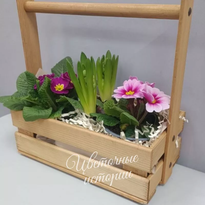 Примула в ящике весенняя композиция 1