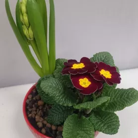 Гиацинт в интерьерной композиции от интернет-магазина «Цветочные истории»