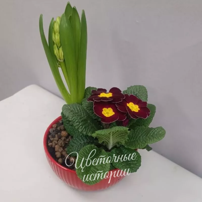 Гиацинт в интерьерной композиции 1