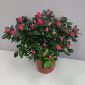 Азалия от интернет-магазина «Цветочные истории»