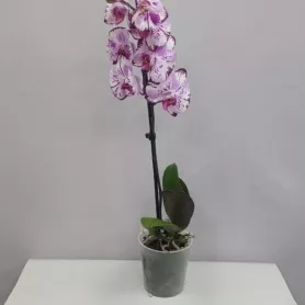 Орхидея (фалинопсис) розовый от интернет-магазина «Цветочные истории»