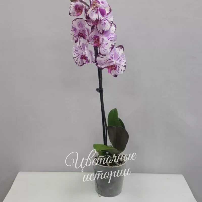 Орхидея (фалинопсис) розовый
