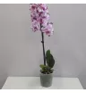 Орхидея (фалинопсис) розовый