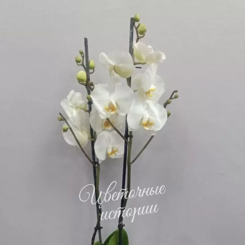 Орхидея (фаленопсис) белый 1