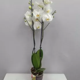 Орхидея (фаленопсис) белый от интернет-магазина «Цветочные истории»