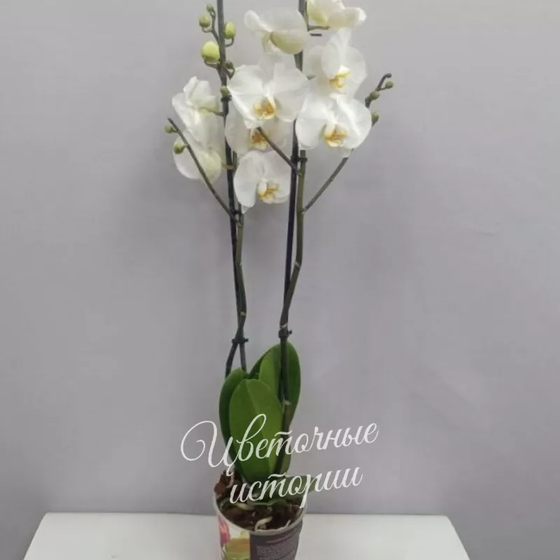 Орхидея (фаленопсис) белый