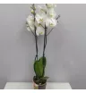 Орхидея (фаленопсис) белый
