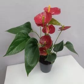 гузмания  от интернет-магазина «Цветочные истории»