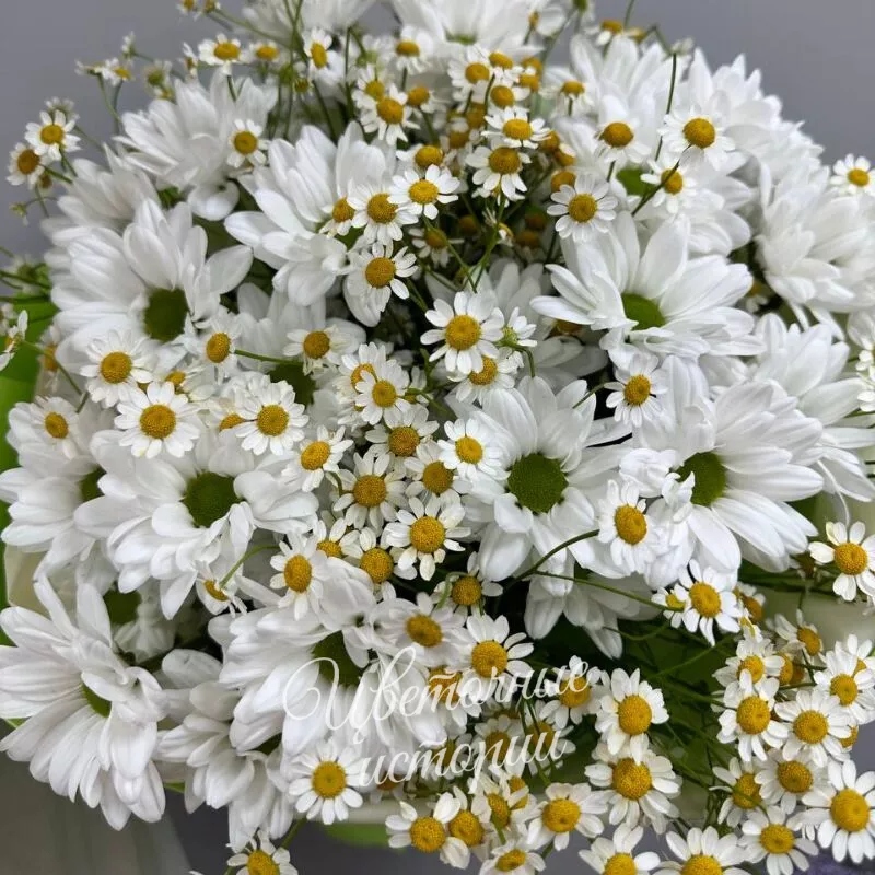 Летний поцелуй 2