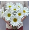 Букет из 7 ромашек
