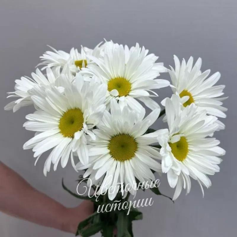 Букет из 7 ромашек 1