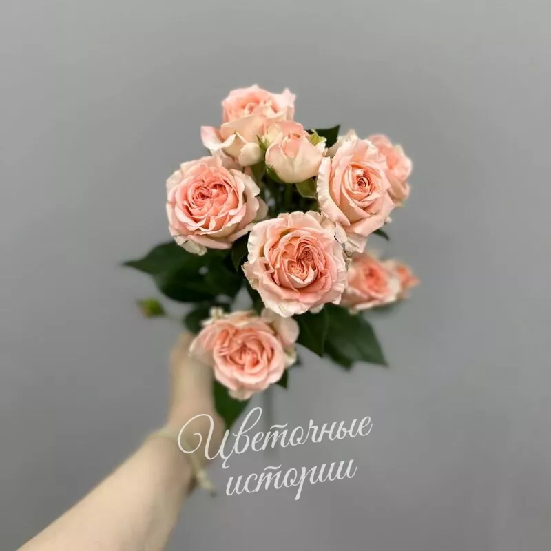 Кустовая роза нежная 1