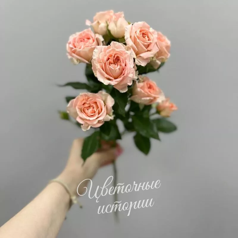 Кустовая роза нежная