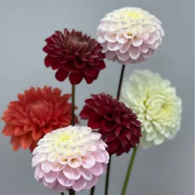 Георгин от интернет-магазина «Цветочные истории»