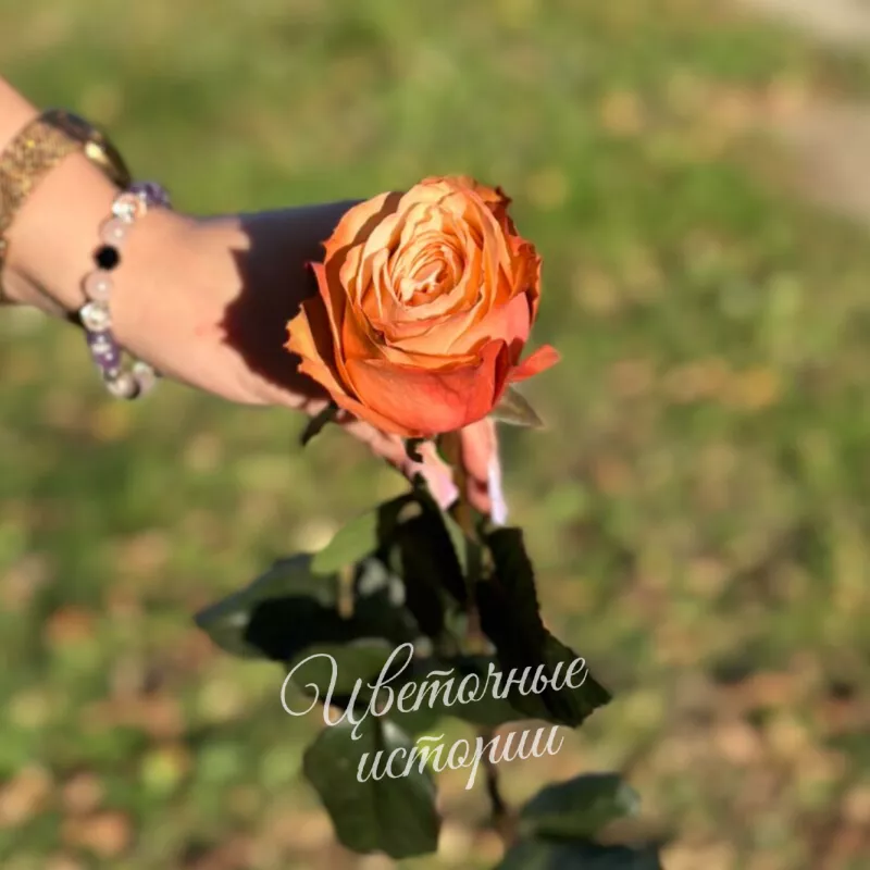 Роза кахала персиковая 1