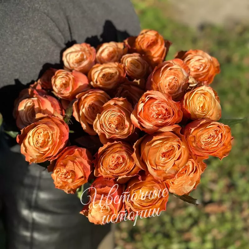 Роза кахала персиковая