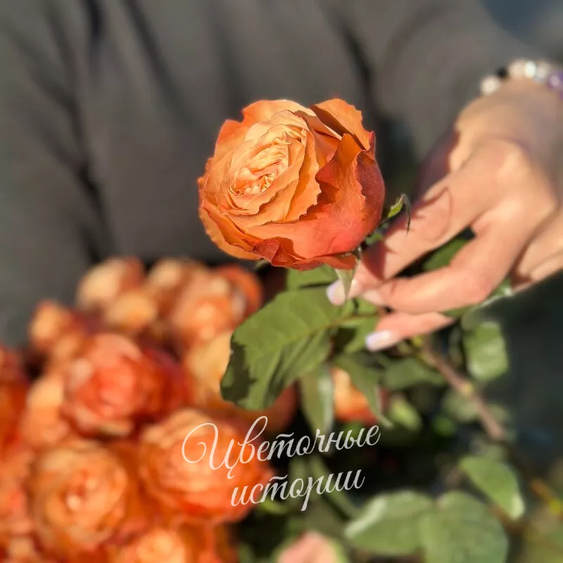 Роза кахала персиковая 2